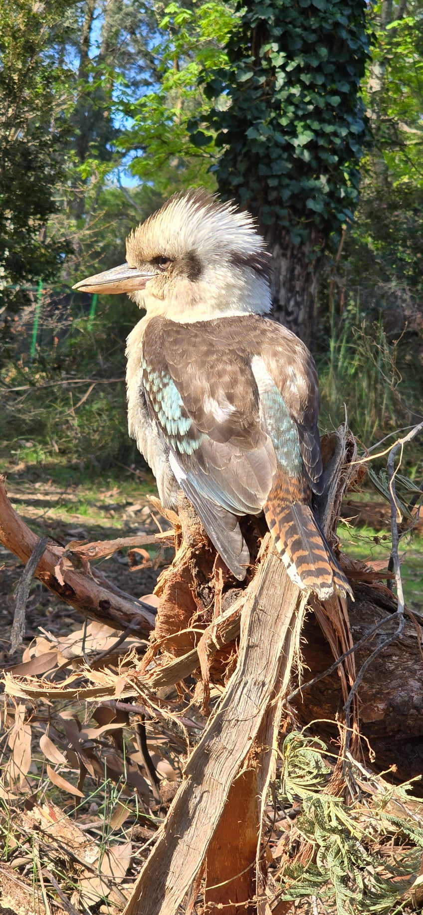 A kookaburra perched on a tree root ball outdoors, with green foliage and dry brown branches in the background.